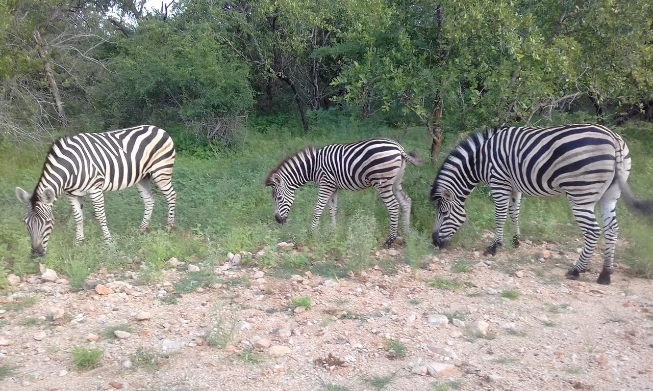 Nanisto Bush Lodge Marloth Park Εξωτερικό φωτογραφία