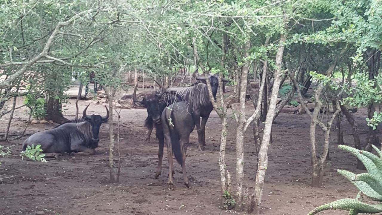 Nanisto Bush Lodge Marloth Park Εξωτερικό φωτογραφία